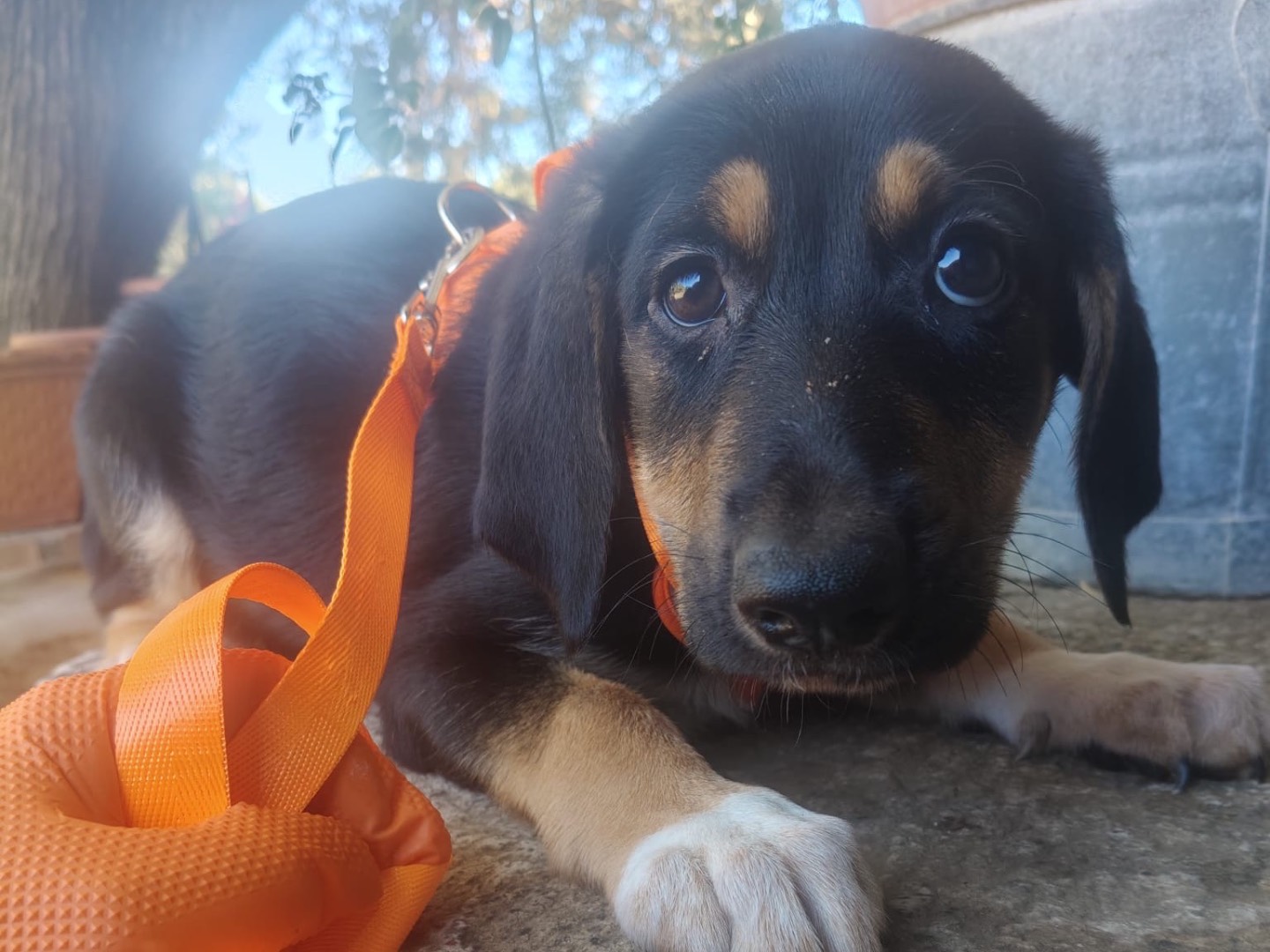 Vuoi adottare un cane a Crotone?