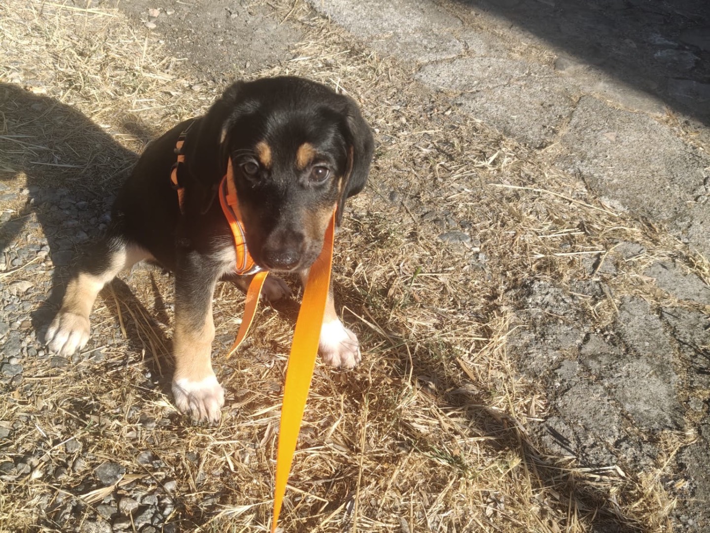 Adotta il cane MORA a Crotone