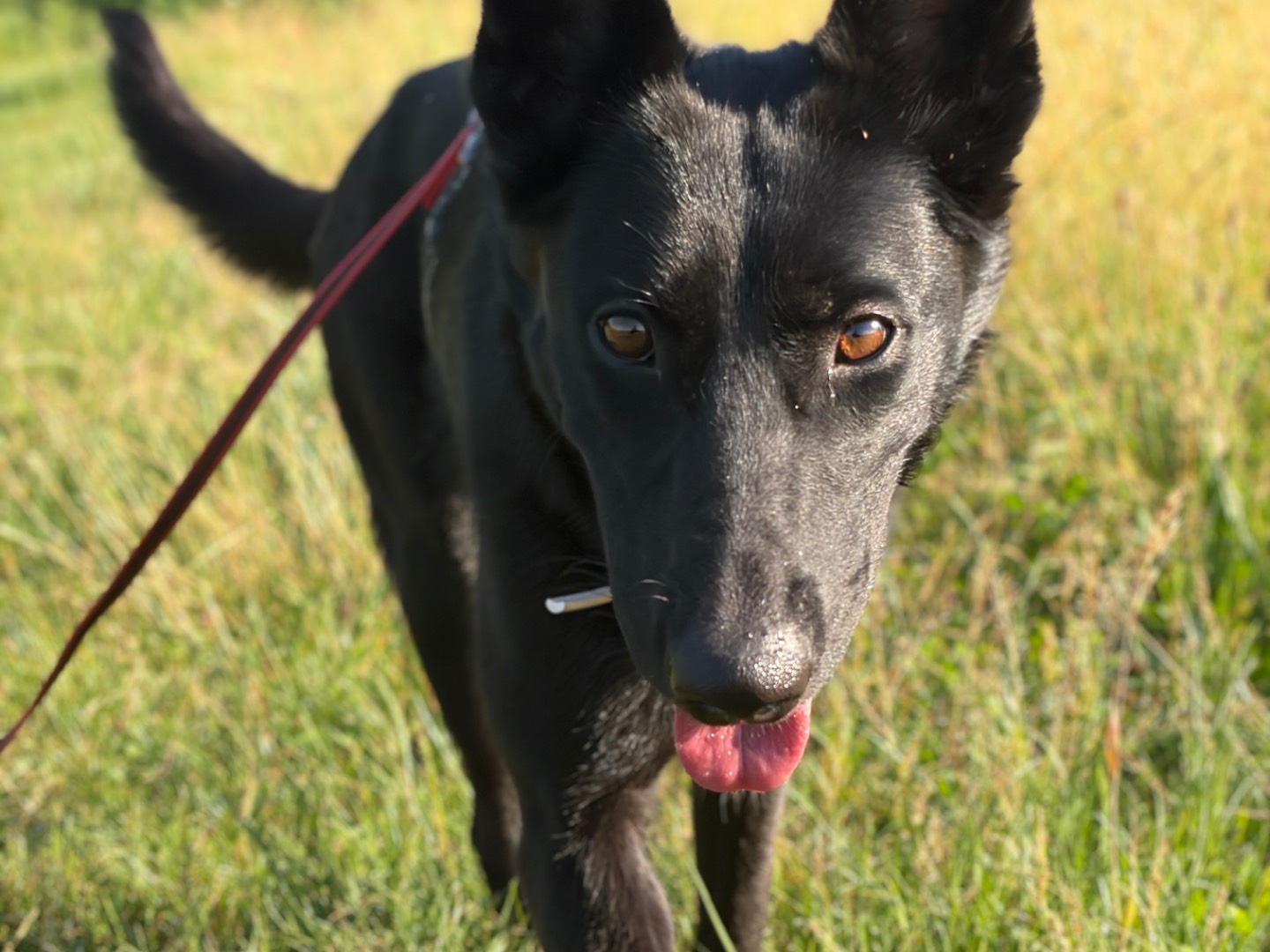 Adozione cane, femmina, Pastore Belga Malinois Razza sconosciuta, 1 anno e 9 mesi, taglia media, Milano