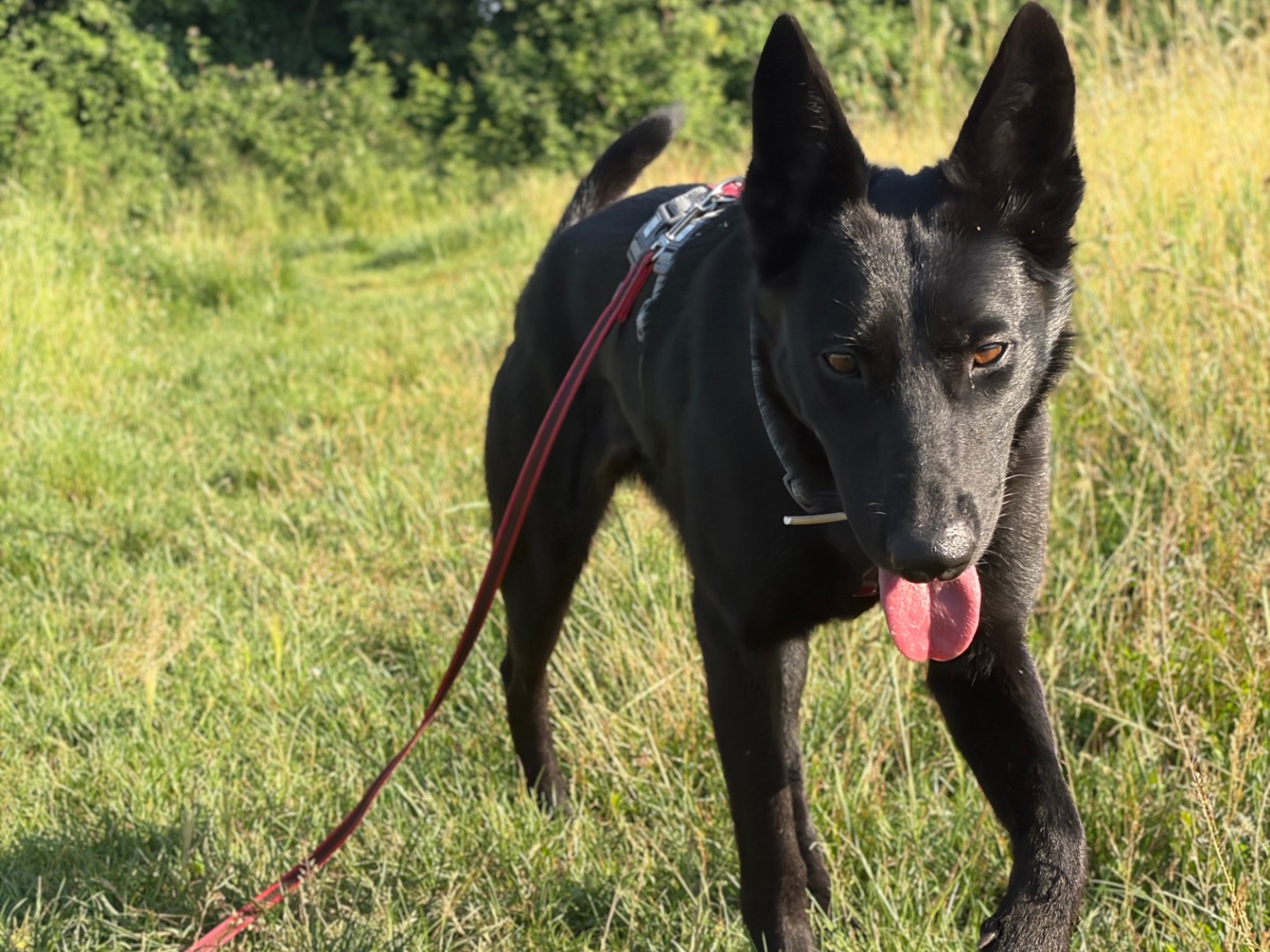Adotta un cane, femmina, 1 anno e 9 mesi, Milano