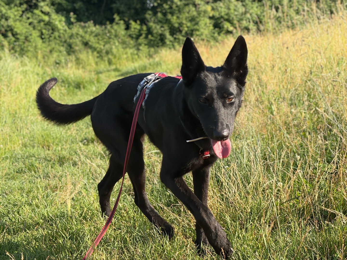 Adotta un cane, taglia media, femmina, Milano