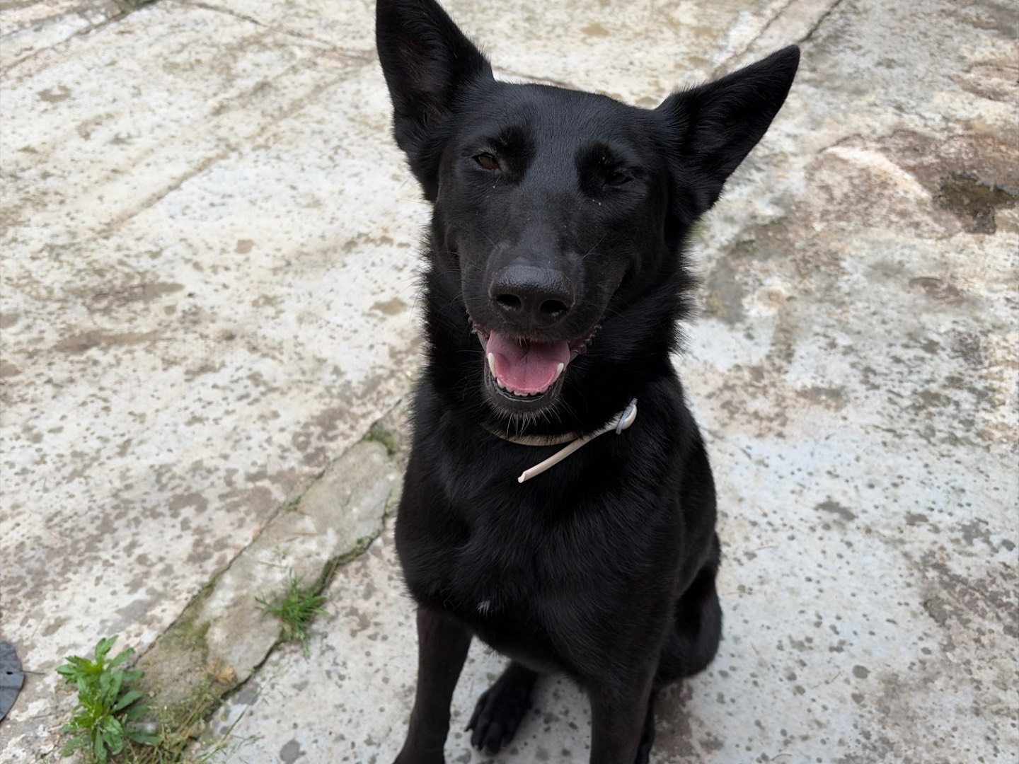 Vuoi adottare un cane a Milano?