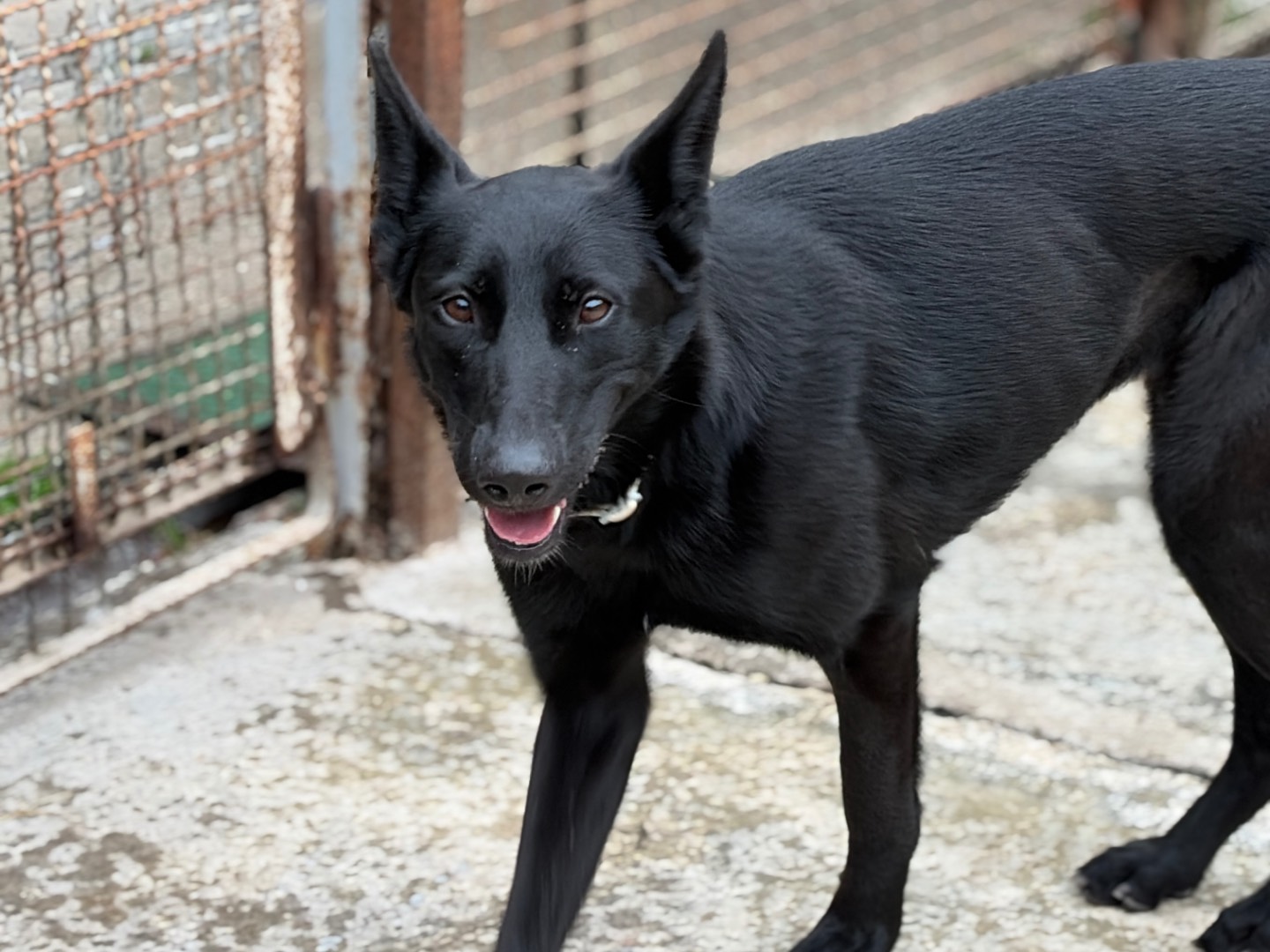 Adotta il cane Nera a Milano