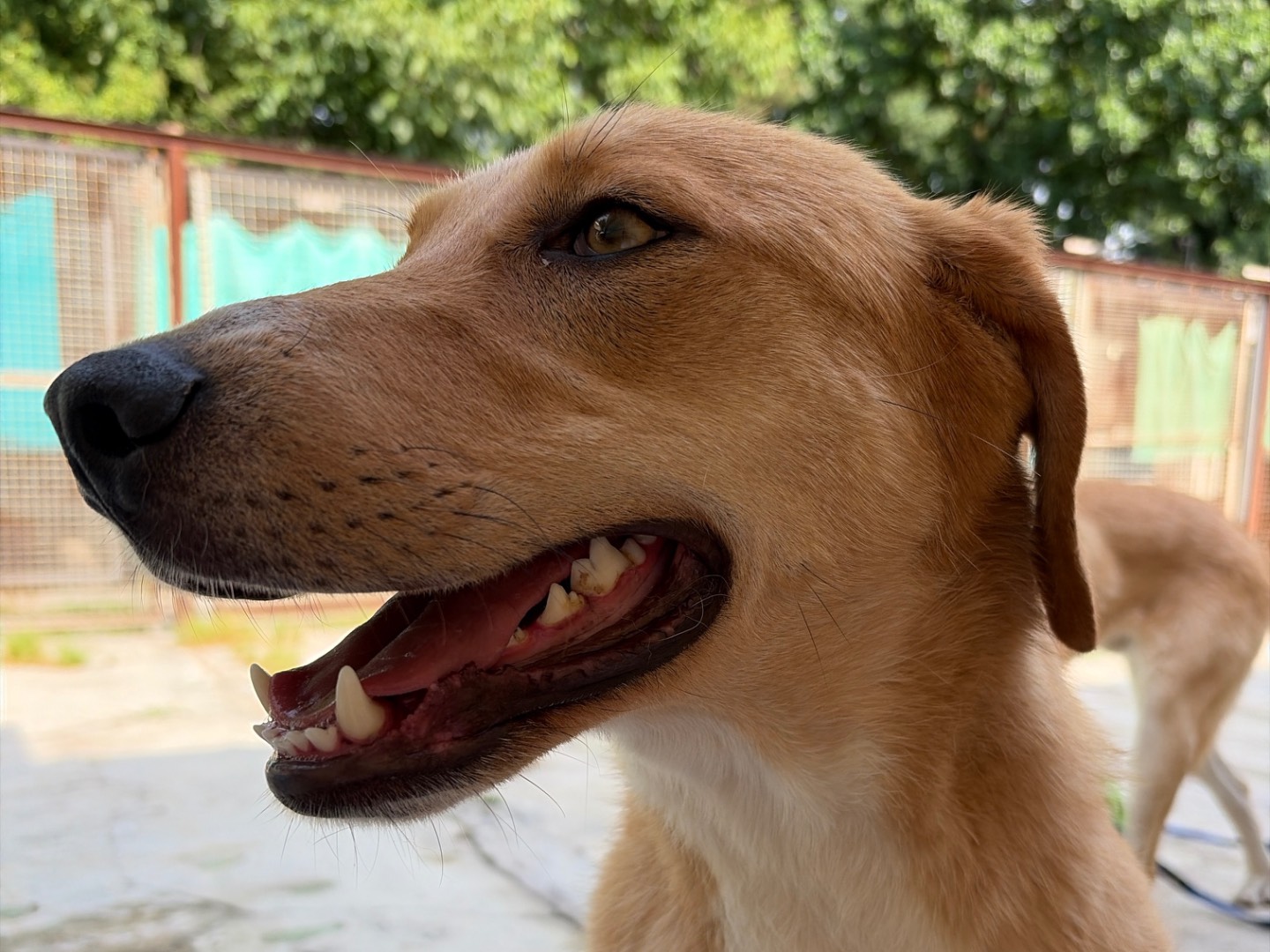 Adotta un cane, taglia media, femmina, Milano