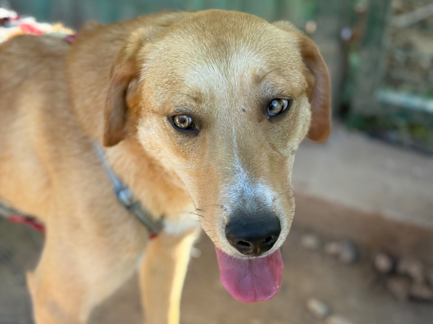 Adotta il cane Cola a Milano