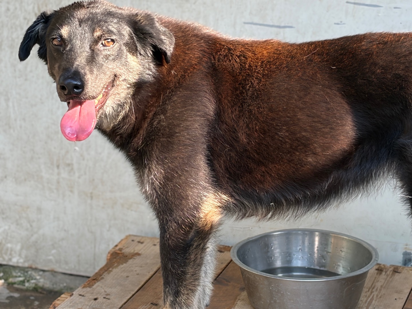 Vuoi adottare un cane a Milano?