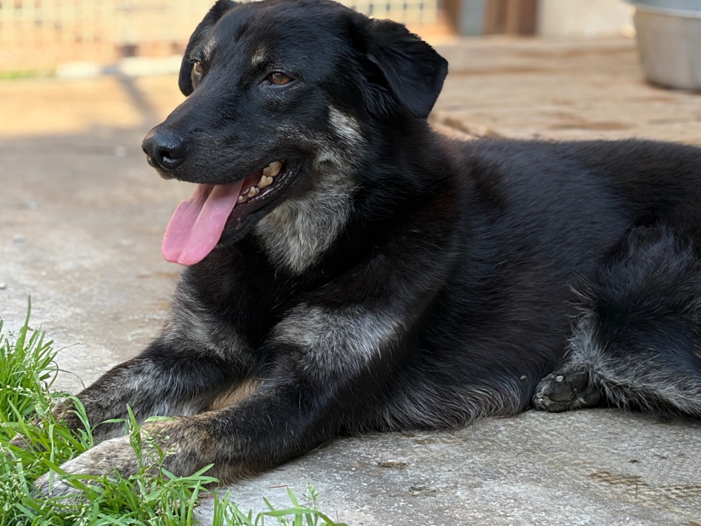Adotta il cane Sonny a Milano