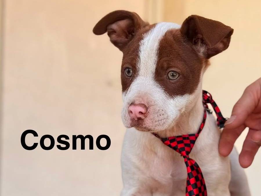 Adozione cane, maschio, Pitbull Razza sconosciuta, 3 mesi, taglia media, Lecce