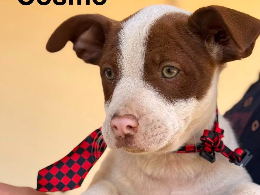 Adotta un cane, maschio, 3 mesi, Lecce
