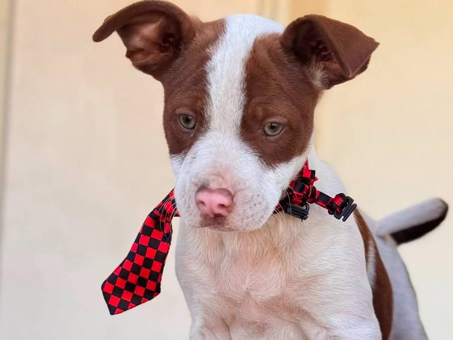 Adotta un cane, taglia media, maschio, Lecce