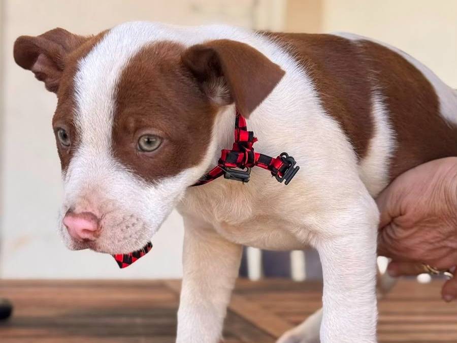 Vuoi adottare un cane a Lecce?