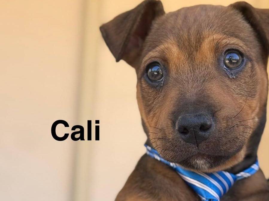 Adozione cane, maschio, Pitbull Razza sconosciuta, 2 mesi, taglia media, Lecce