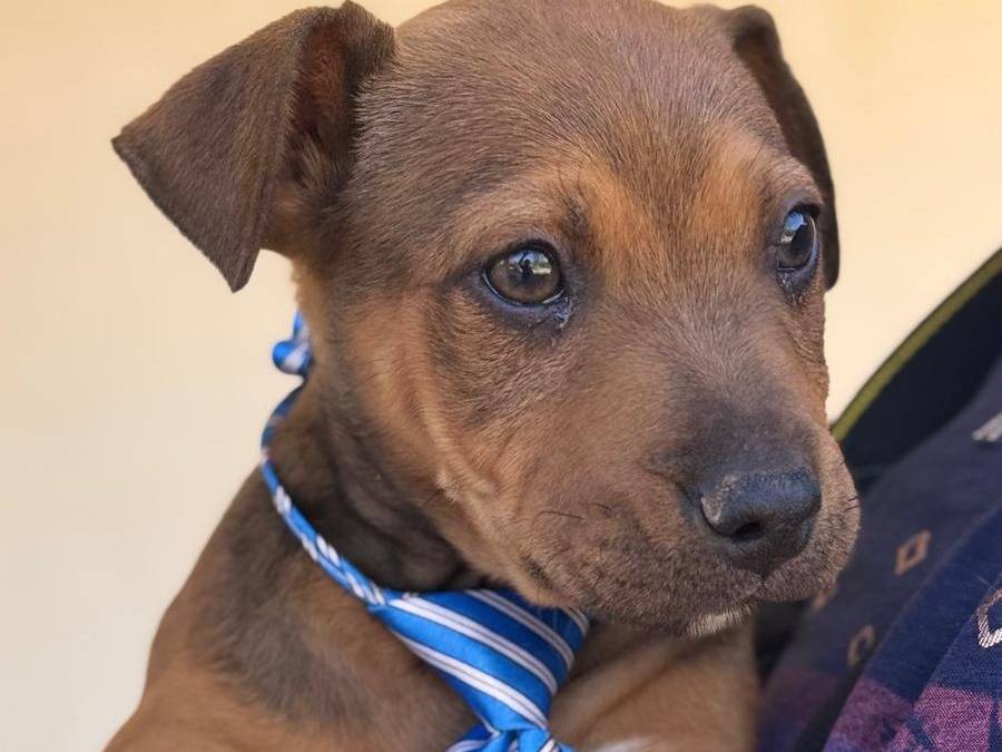 Adotta un cane, maschio, 2 mesi, Lecce