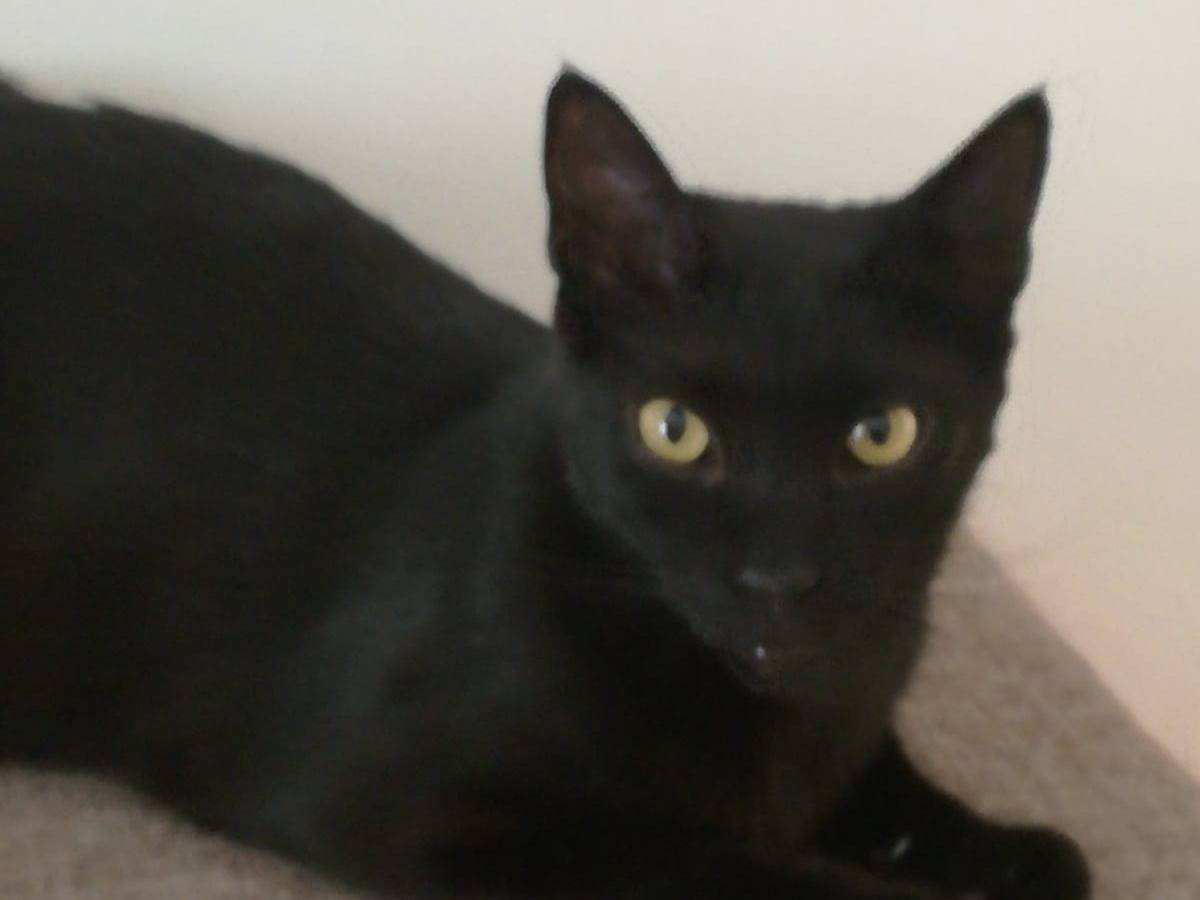 Adozione gatto, maschio, Razza sconosciuta Razza sconosciuta, 5 anni e 5 mesi, taglia non valida, Milano
