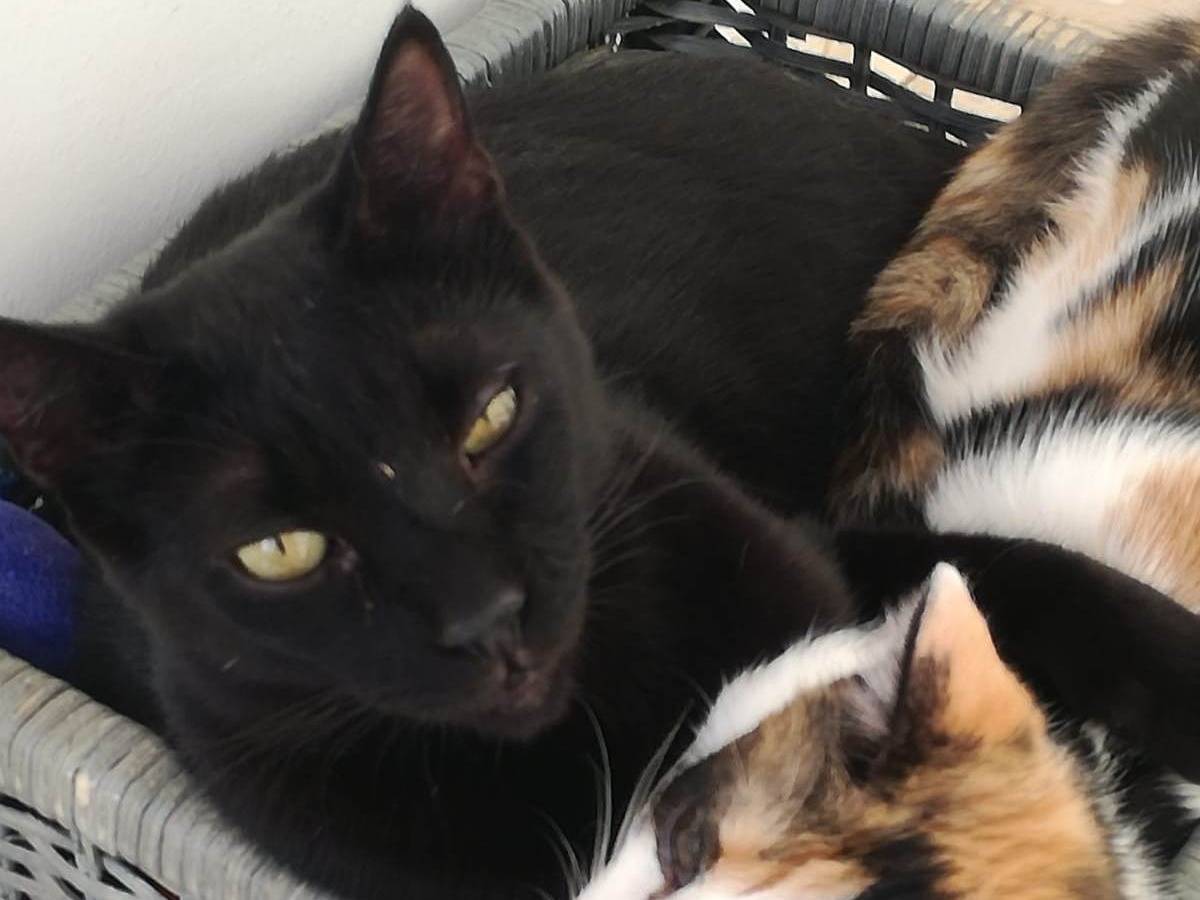 Adotta un gatto, taglia non valida, maschio, Milano