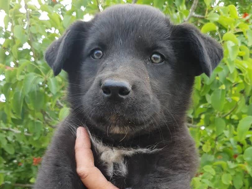 Adozione cane, maschio, Razza sconosciuta Razza sconosciuta, 3 mesi, taglia grande, Padova