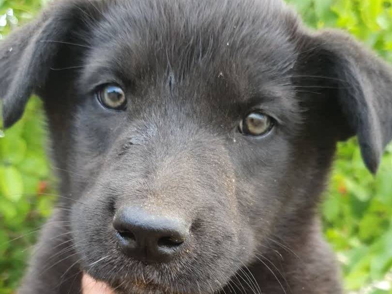 Adotta un cane, maschio, 3 mesi, Padova