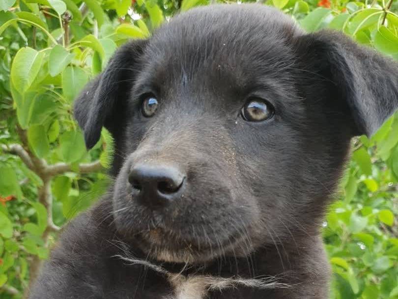 Adotta un cane, taglia grande, maschio, Padova