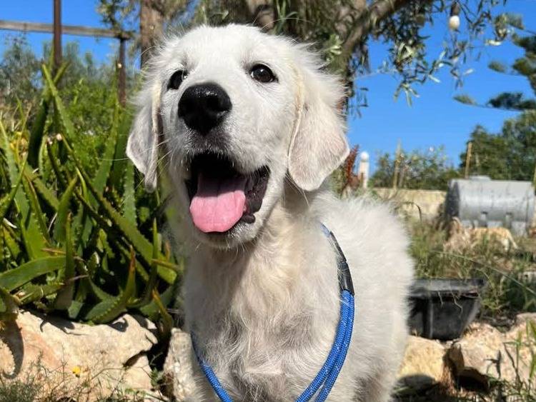 Adozione cane, maschio, Pastore maremmano Razza sconosciuta, 4 mesi, taglia media, Padova