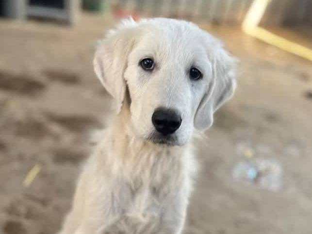 Adotta un cane, maschio, 4 mesi, Padova