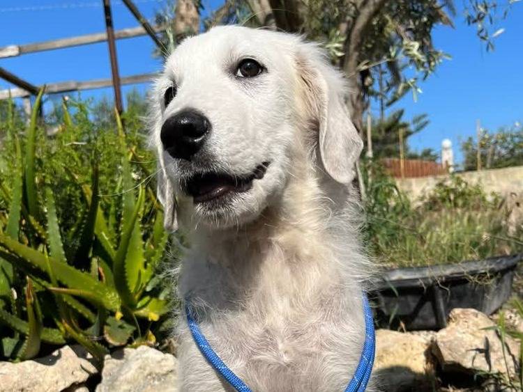 Adotta un cane, taglia media, maschio, Padova