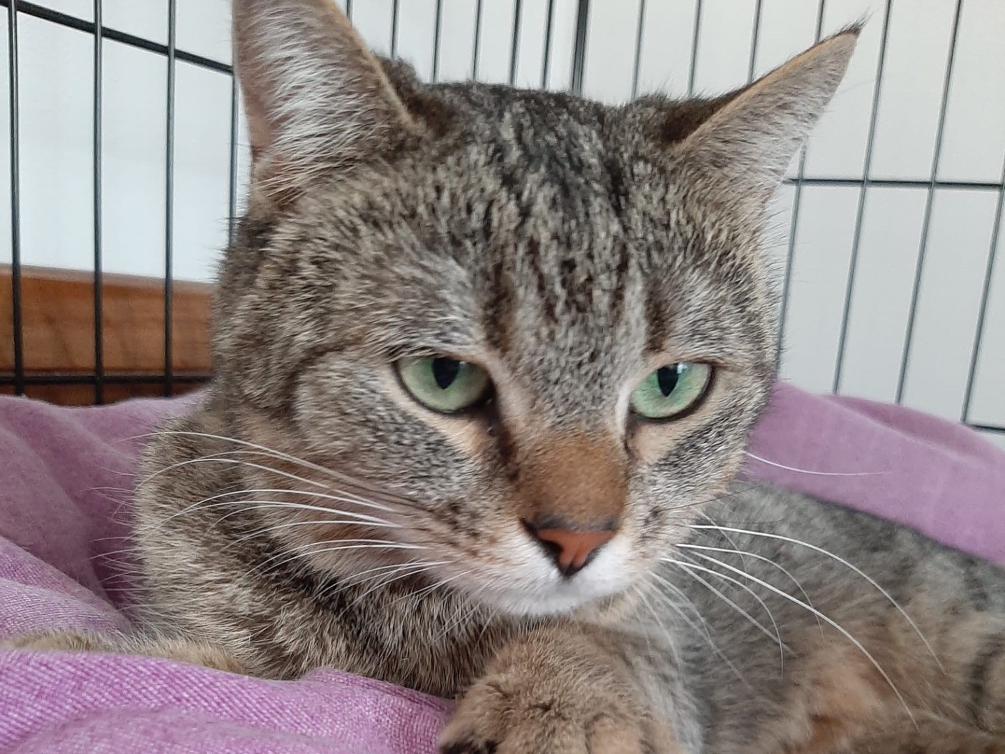 Adozione gatto, femmina, Razza sconosciuta Razza sconosciuta, 3 anni, taglia non valida, Padova