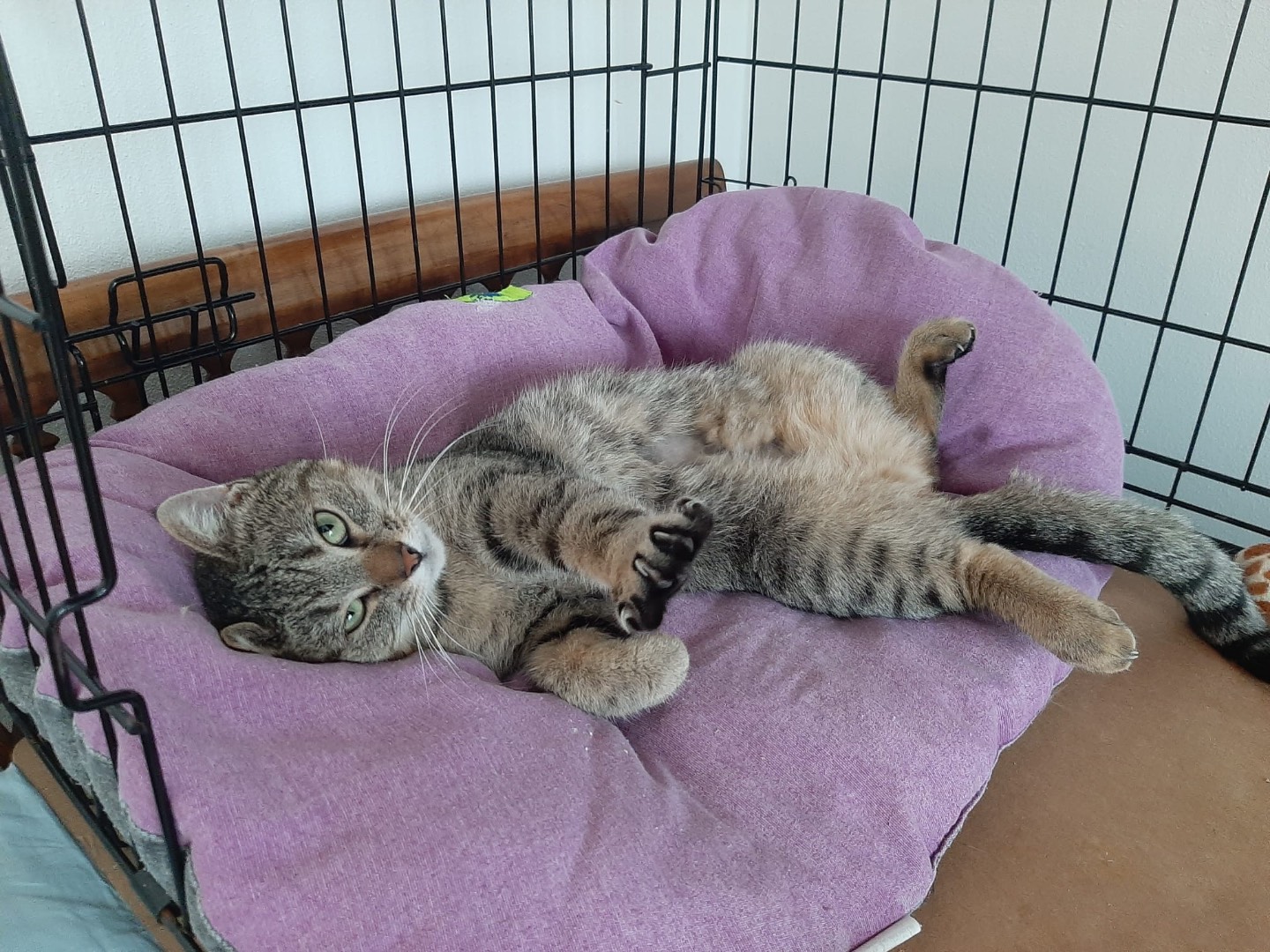Adotta un gatto, femmina, 3 anni, Padova
