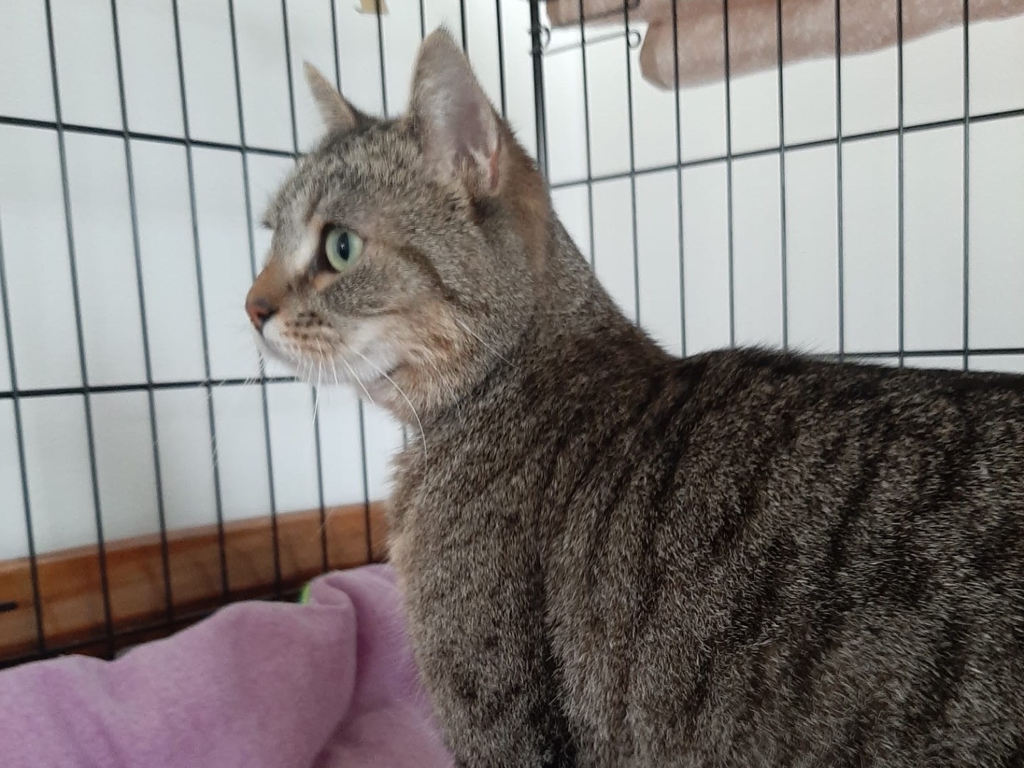 Adotta un gatto, taglia non valida, femmina, Padova