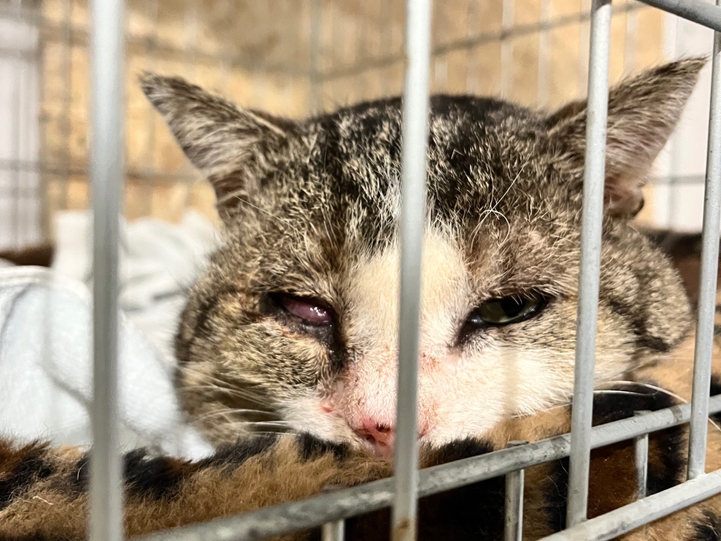 Adozione gatto, maschio, Razza sconosciuta Razza sconosciuta, 6 anni e 1 mese, taglia non valida, Padova