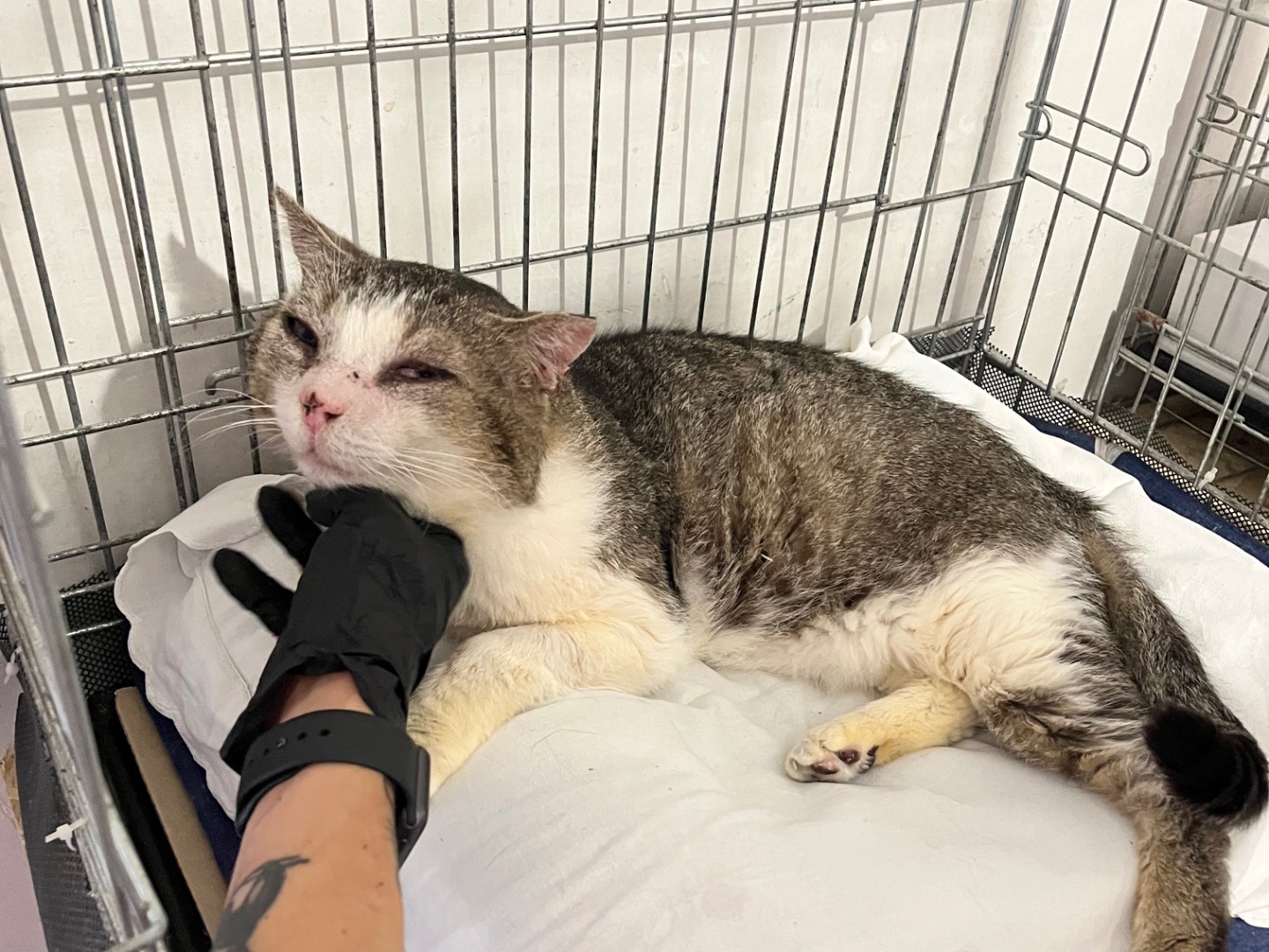 Adotta un gatto, maschio, 6 anni e 1 mese, Padova