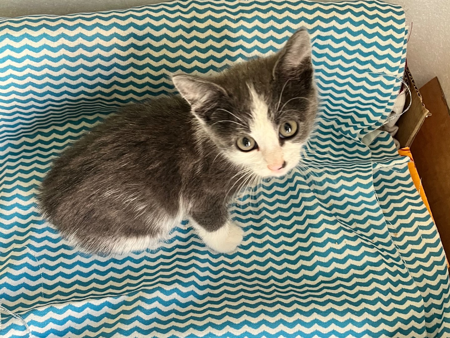 Adotta un gatto, femmina, 2 mesi, Padova