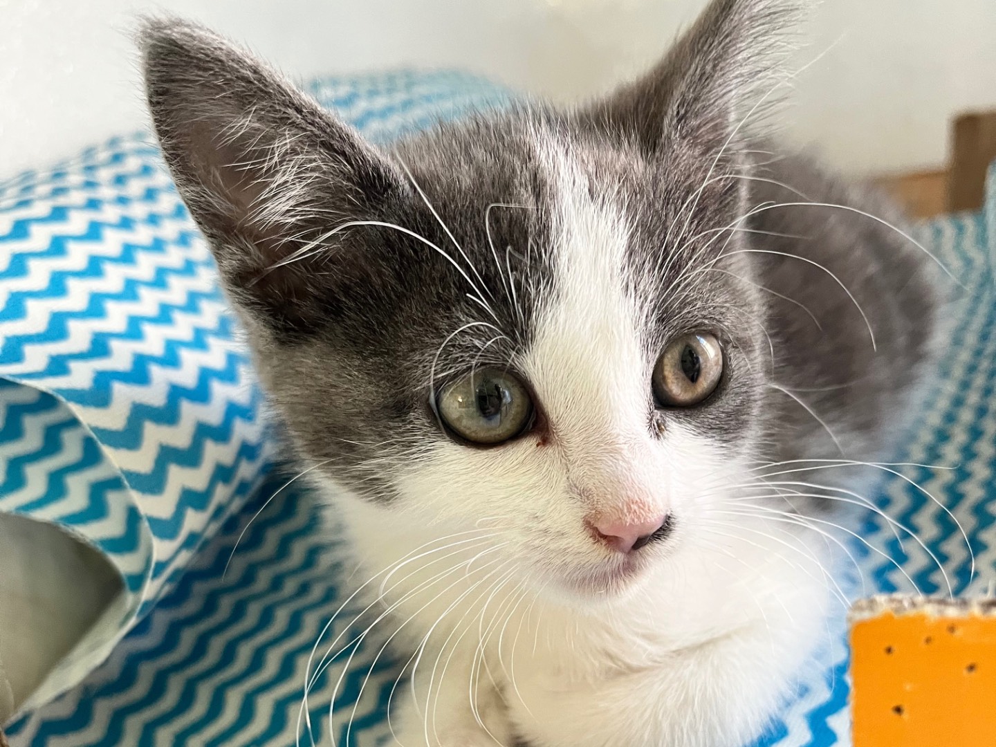 Adotta un gatto, taglia non valida, femmina, Padova