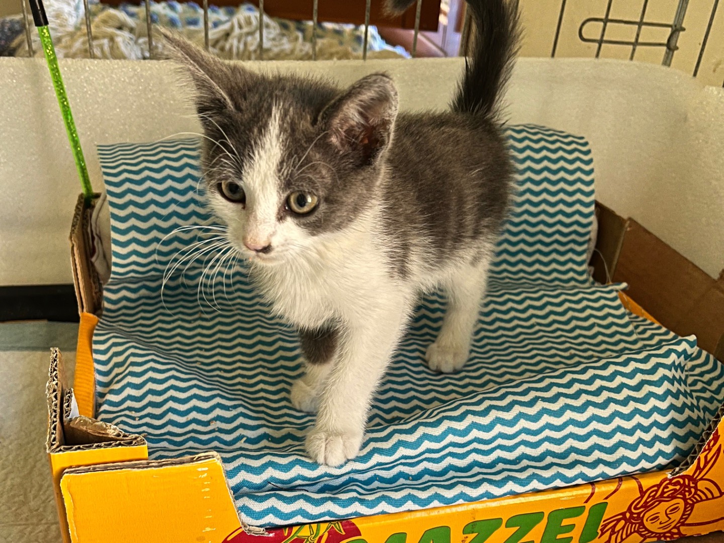 Vuoi adottare un gatto a Padova?