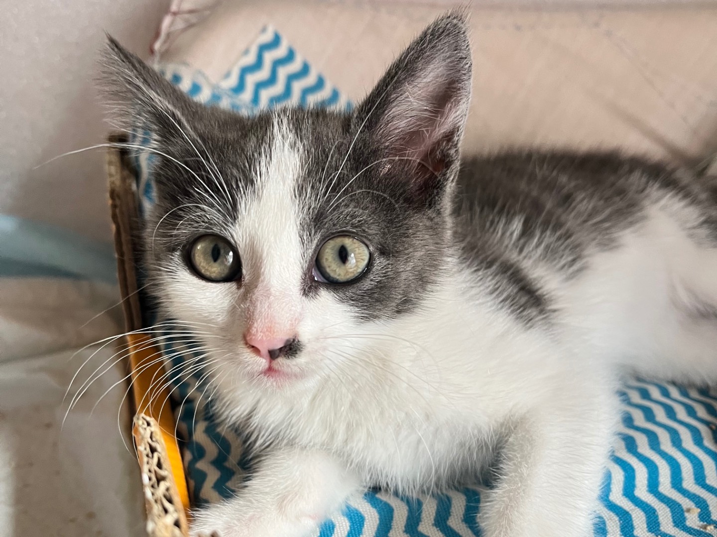 Adozione gatto, femmina, Razza sconosciuta Razza sconosciuta, 2 mesi, taglia non valida, Padova