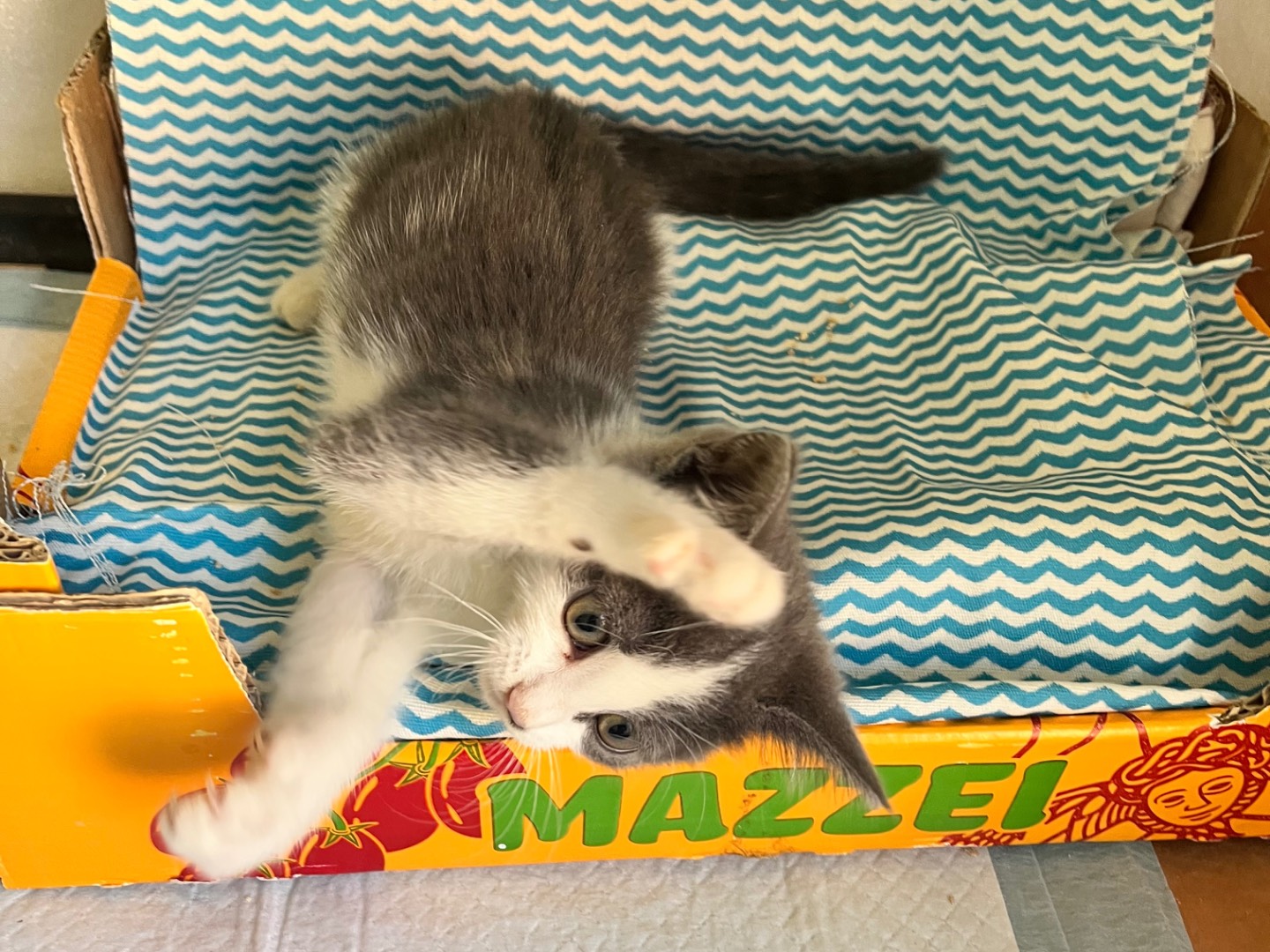 Adotta il gatto Lolly a Padova