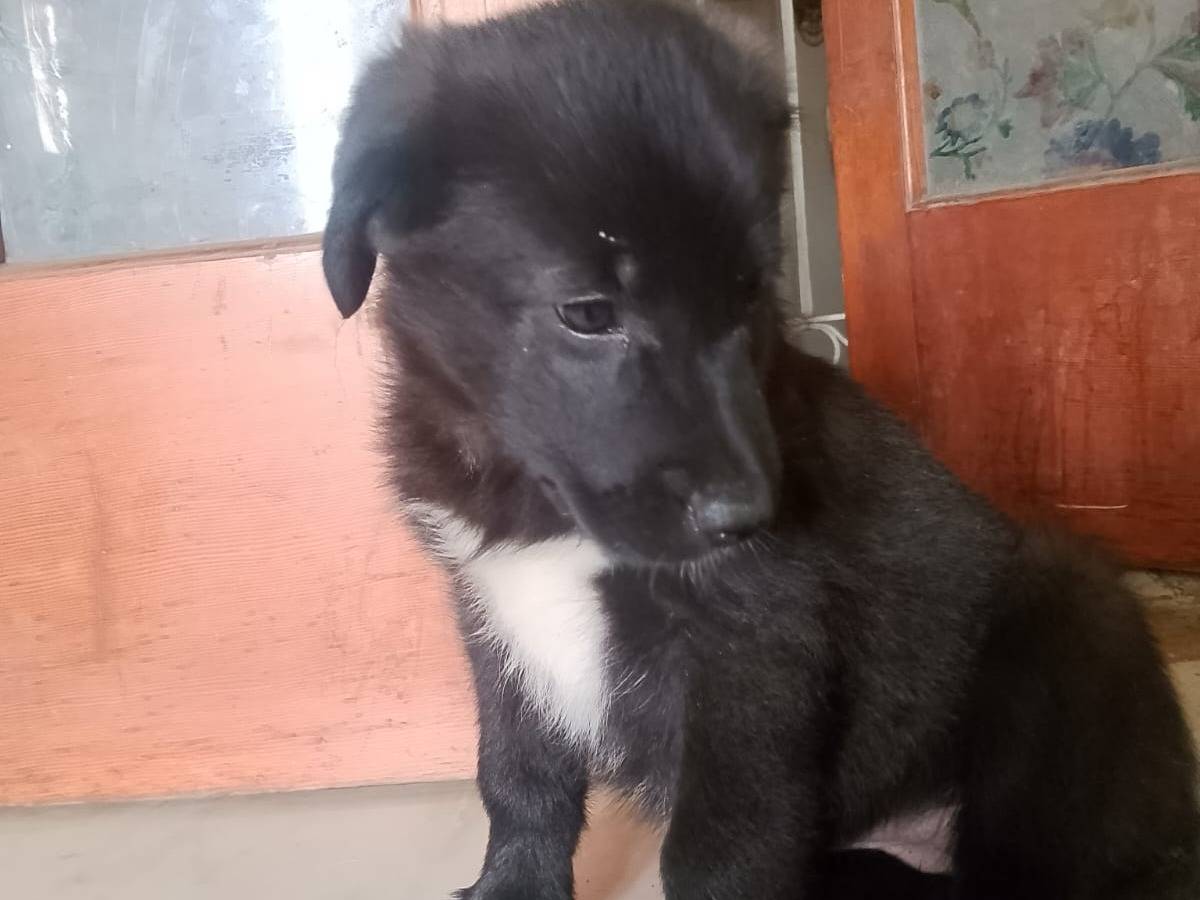 Adotta un cane, femmina, 3 mesi, Reggio