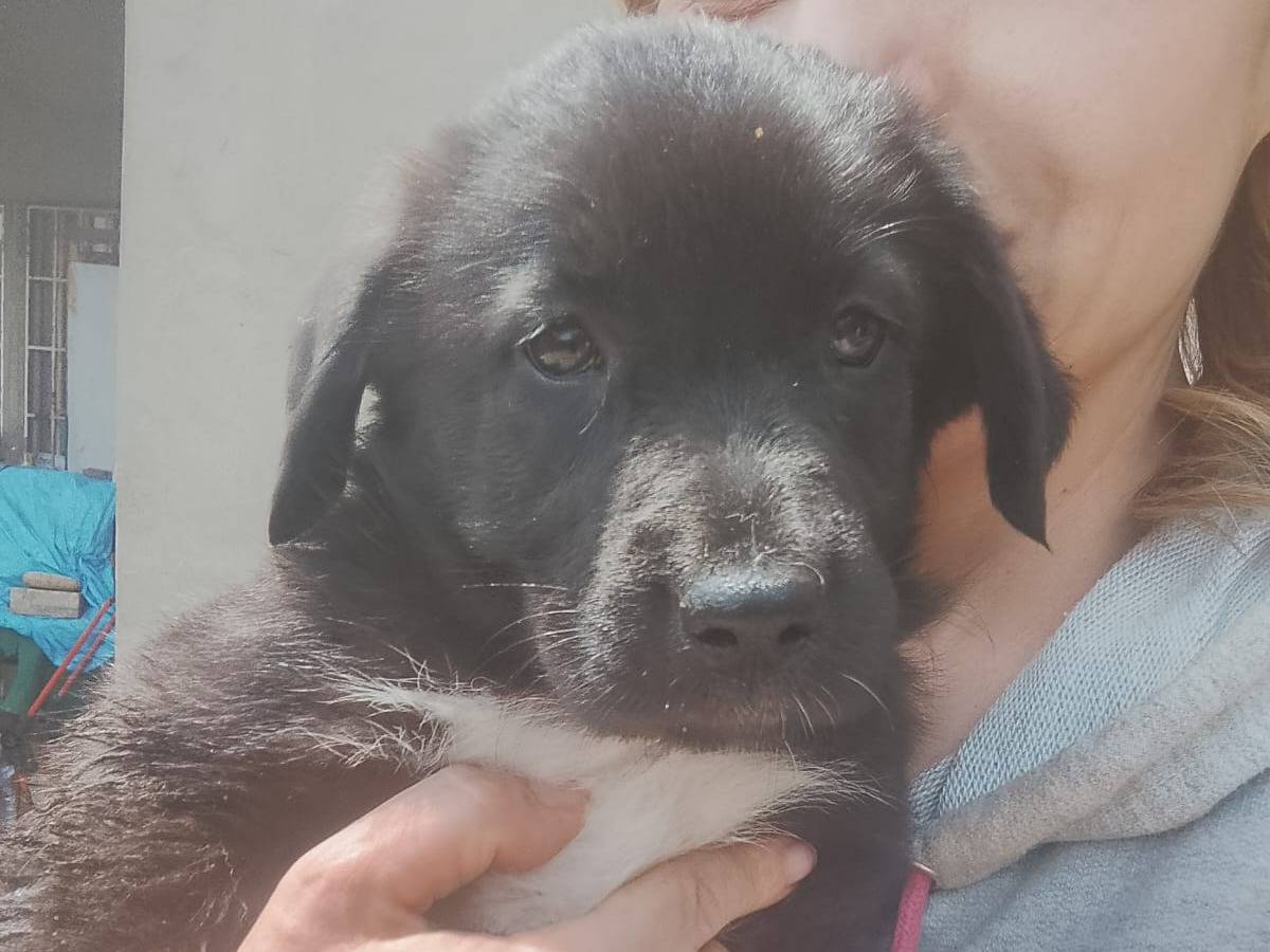 Adotta un cane, taglia media, femmina, Reggio
