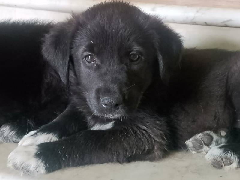 Adozione cane, femmina, Pastore tedesco Razza sconosciuta, 3 mesi, taglia media, Reggio