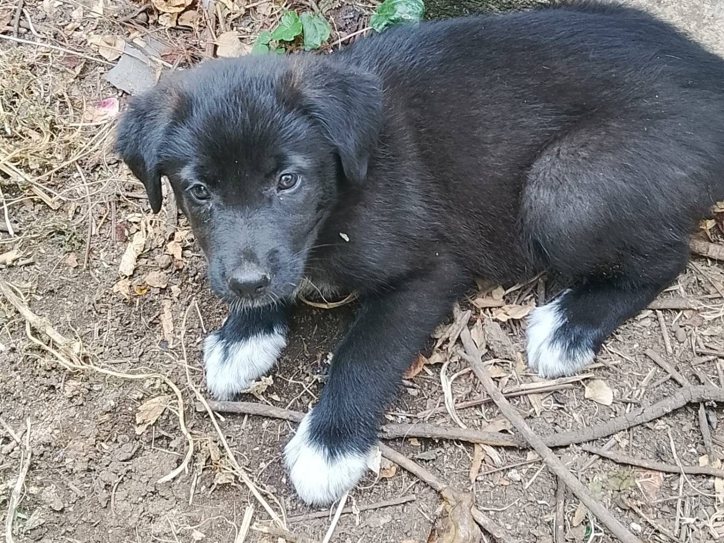 Vuoi adottare un cane a Reggio?