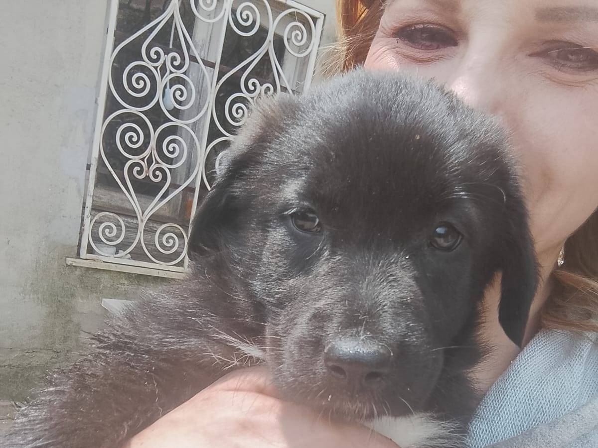 Adotta il cane PIXEL a Reggio