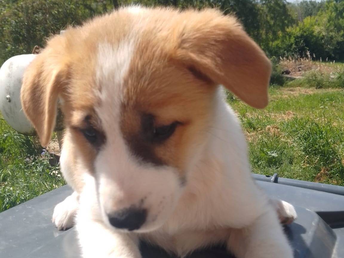 Adotta il cane AVA a Avellino