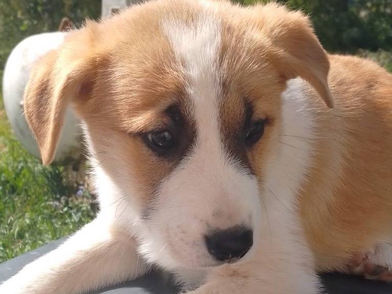 Vuoi adottare un cane a Avellino?