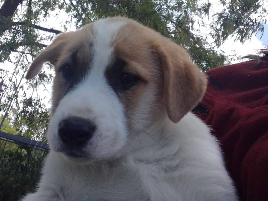 Adotta un cane, femmina, 4 mesi, Avellino