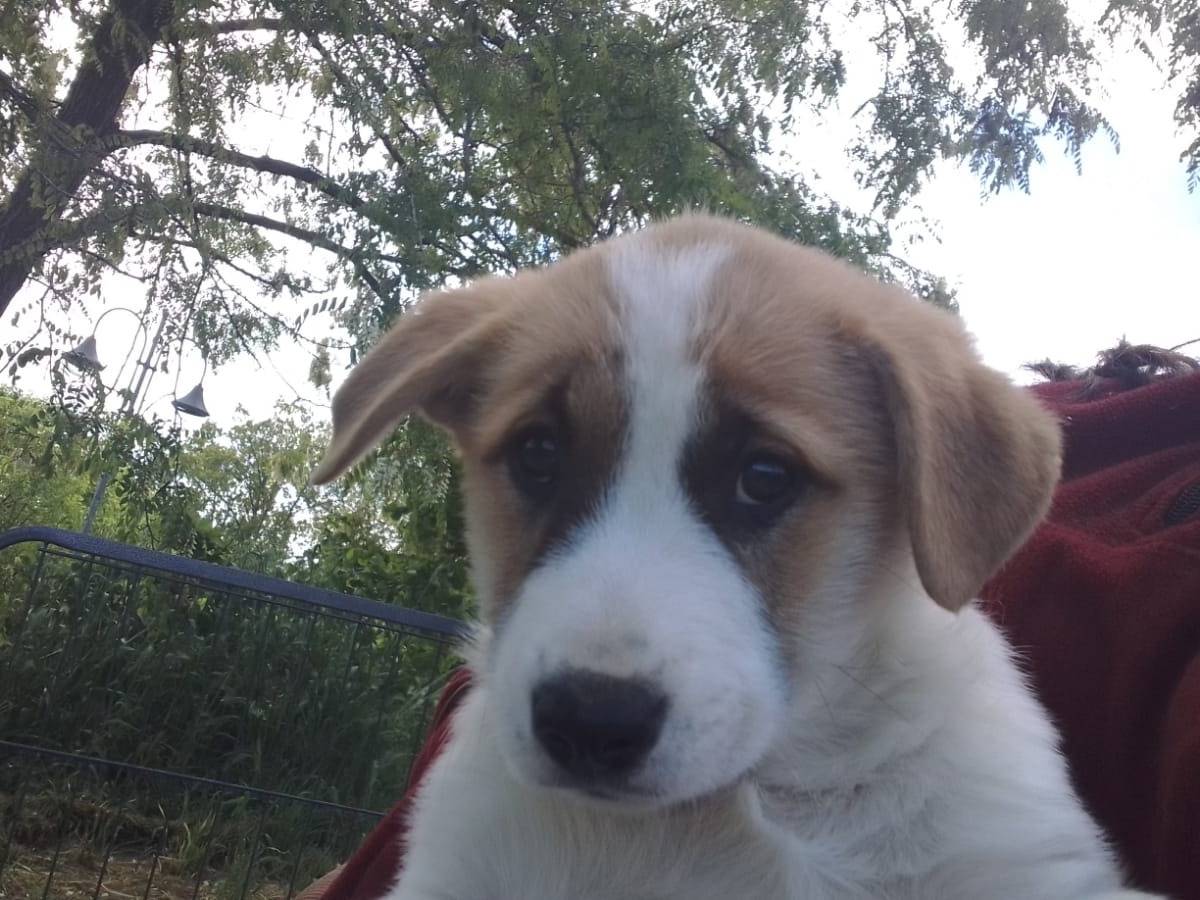 Adozione cane, femmina, Razza sconosciuta Razza sconosciuta, 4 mesi, taglia media, Avellino