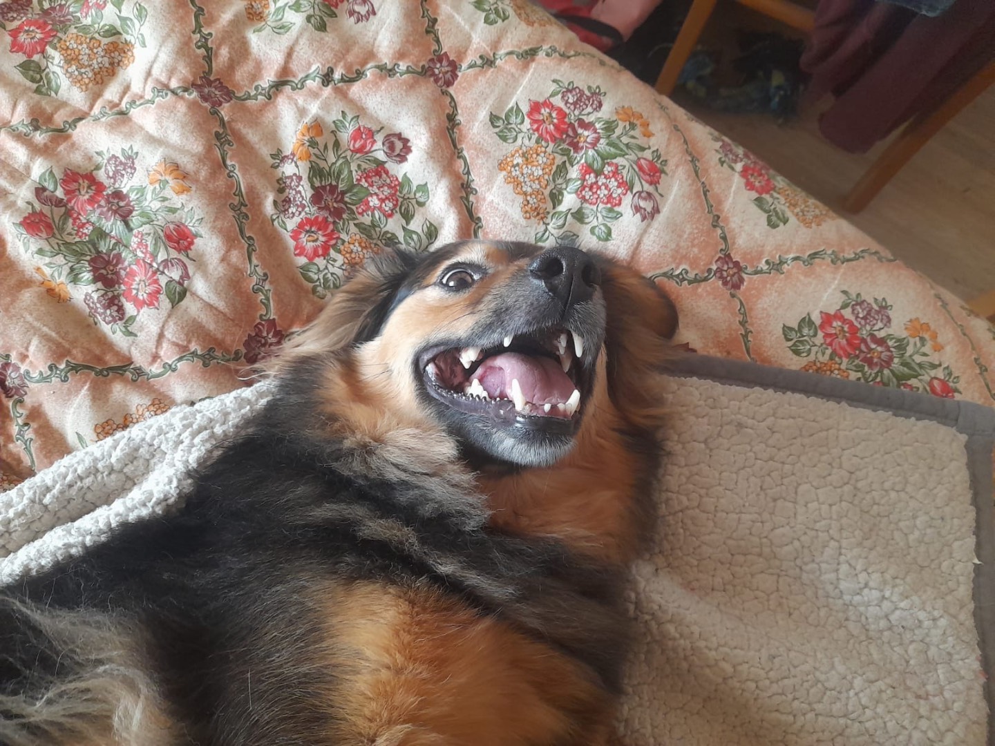 Adotta il cane Arturo a Trento