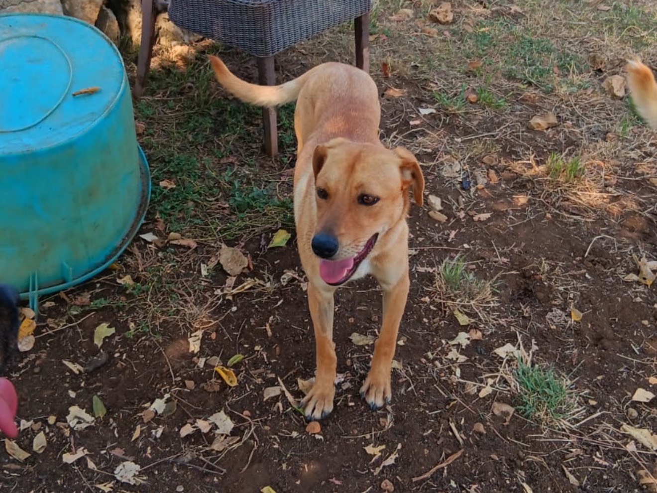 Adozione cane, maschio, Razza sconosciuta Razza sconosciuta, 1 anno e 10 mesi, taglia media, Latina