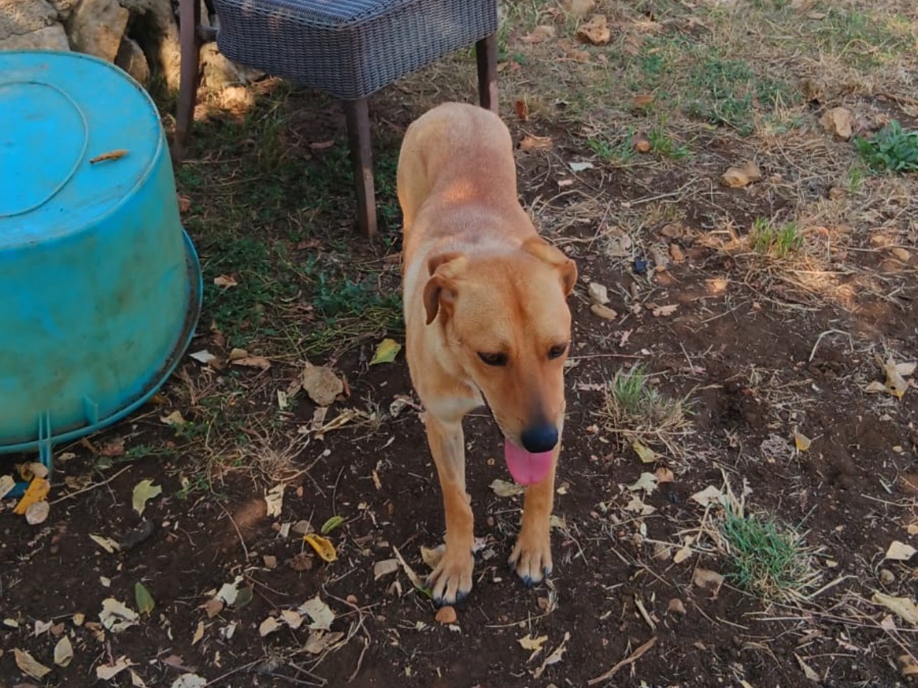 Adotta un cane, taglia media, maschio, Latina