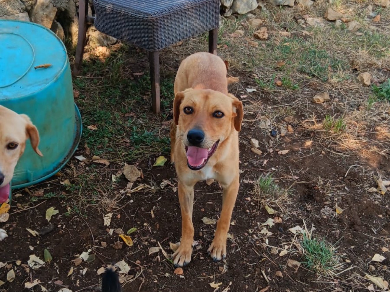 Vuoi adottare un cane a Latina?