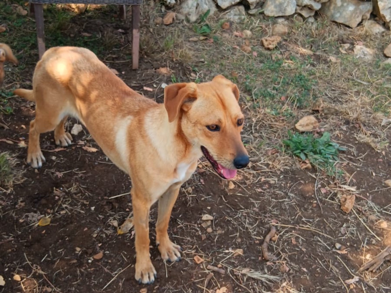 Adotta il cane Fofò  a Latina