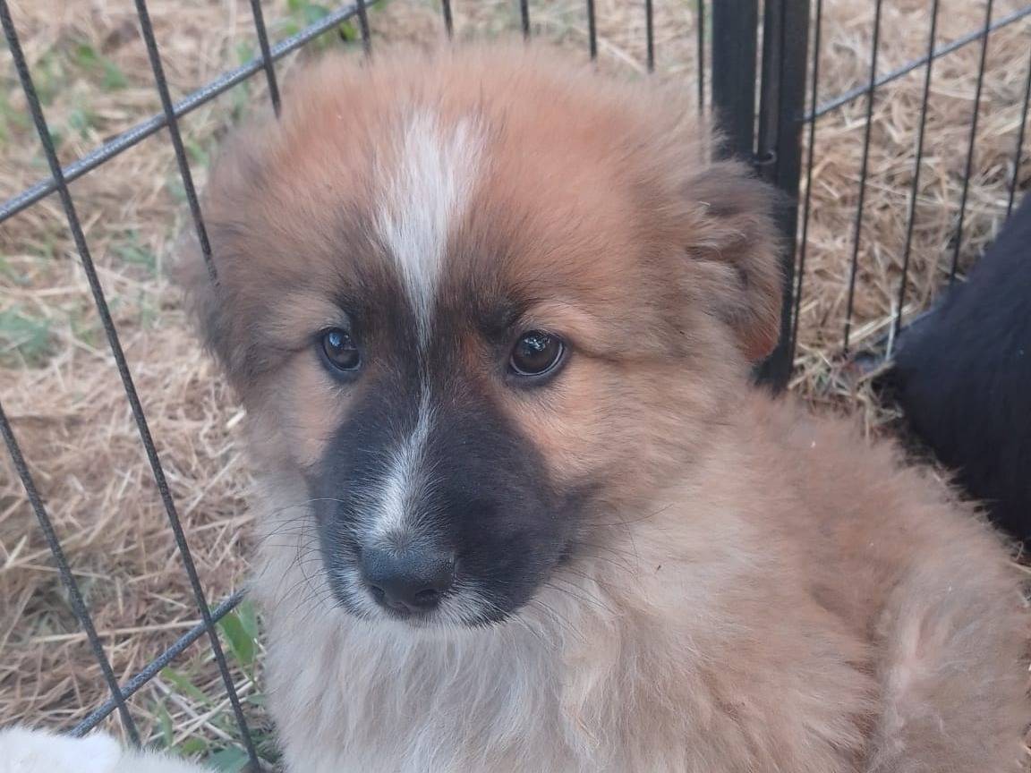 Adotta un cane, taglia media, maschio, Avellino